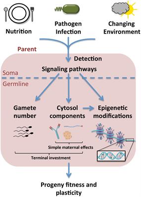 Predicting the Future: Parental Progeny Investment in Response to Environmental Stress Cues